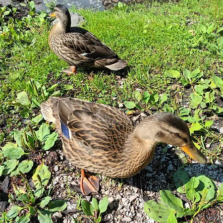 Four Season Irene Appartamento Eisenerz