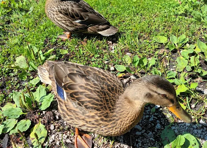 Four Season Irene Апартаменты Айзенэрц